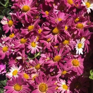 Meet your Posher, Bridget